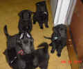 Hungry pups in kitchen 06 30 01 A.JPG (54202 bytes)