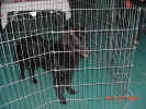 Passion dog jail 10 27 01.JPG (178558 bytes)