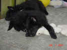 Tired Puppies 07 01 01.JPG (141775 bytes)